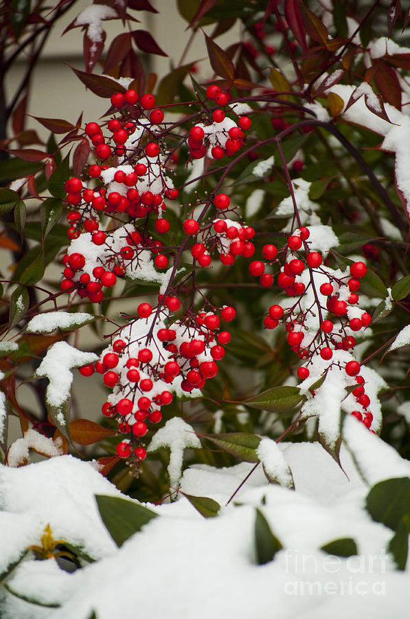 Red Berries in the Snow Photograph by M J - Fine Art America