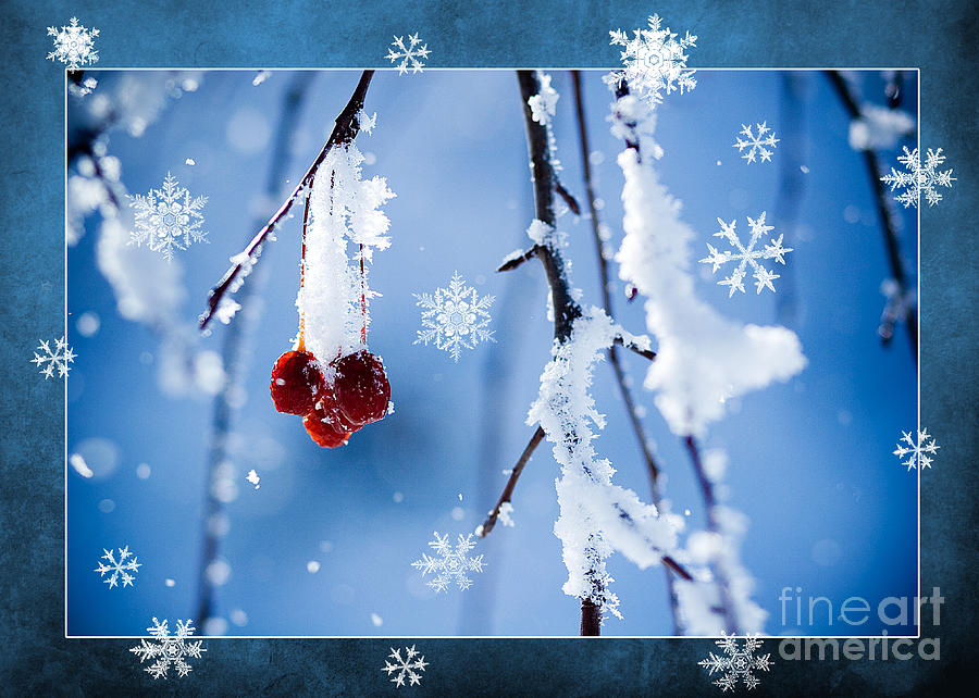 Red Berries in Winter Photograph by Cindy Singleton