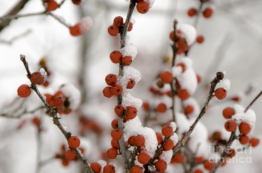 Red Berries in Winter Photograph by Mary Carol Story