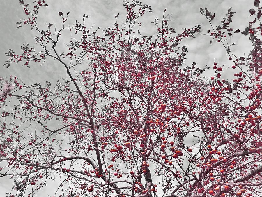 Tree Photograph - Red Berries  by Julie Shiroma