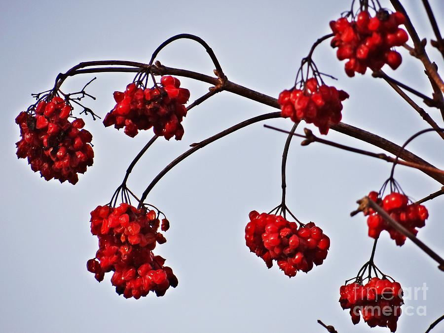 Red berries Photograph by Karin Ravasio