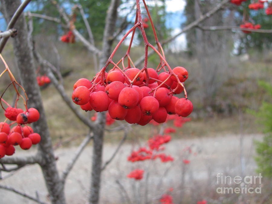 Red Berries Photograph by Leone Lund