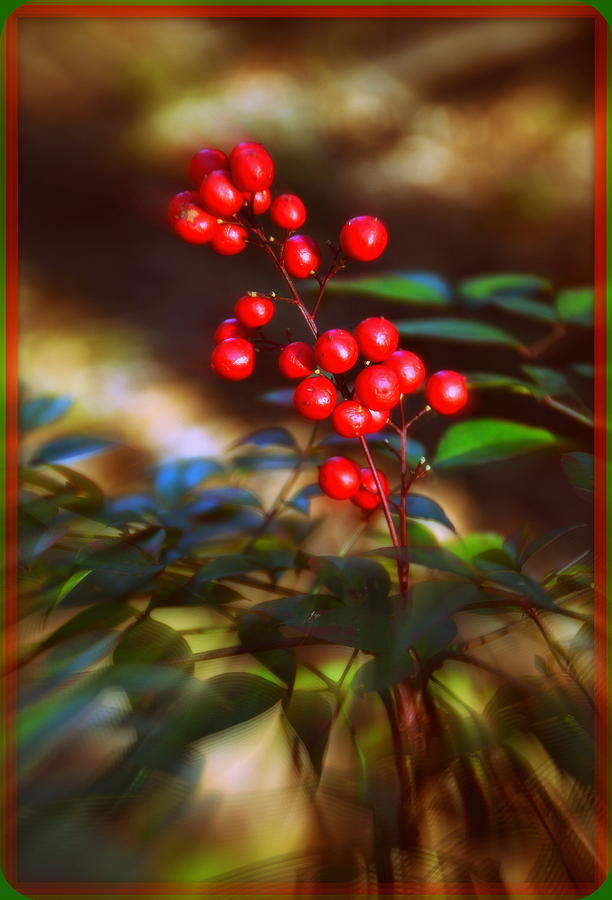 Red Berries Photograph by Lisa Wooten