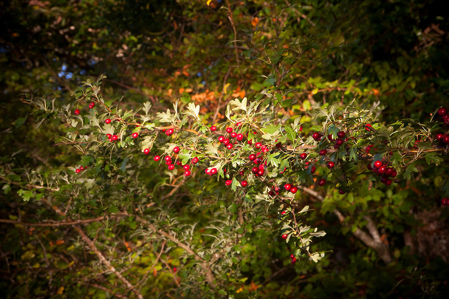 Red Berries Photograph by Mark Callanan