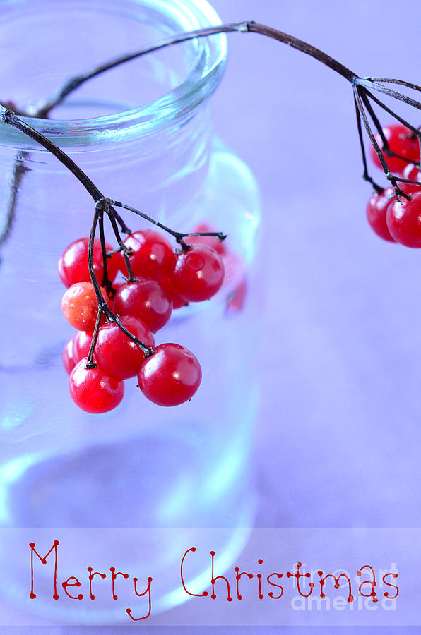 Red Berries Merry Christmas Photograph by Sabine Jacobs