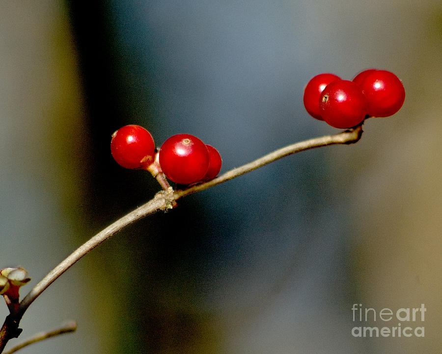 Red Berries Photograph by Michael Arend
