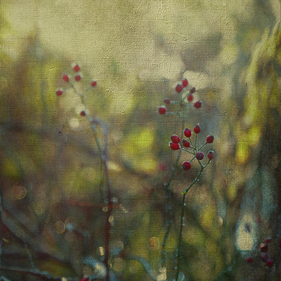 Red Berries on Green After Frost Photograph by Brooke T Ryan