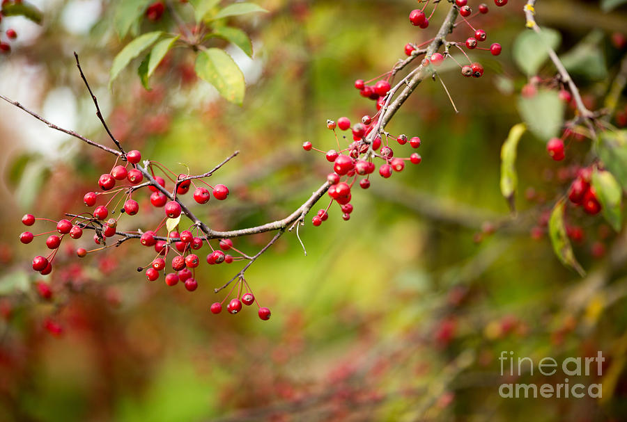 Red Berries Photograph by Rebecca Cozart