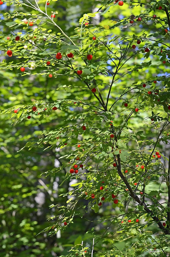 Red Berries Photograph by Shanna Hyatt