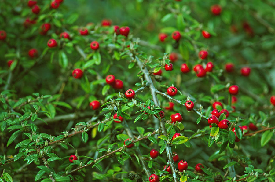 Red Berries Photograph by Tikvahs Hope