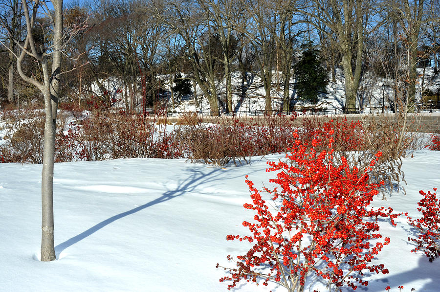 Red berries white snow in Prospect Park Photograph by Diane Lent