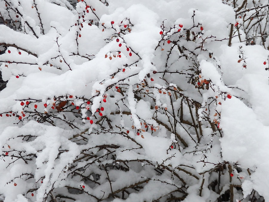 Red Berries White Snow Photograph by Nancy De Flon