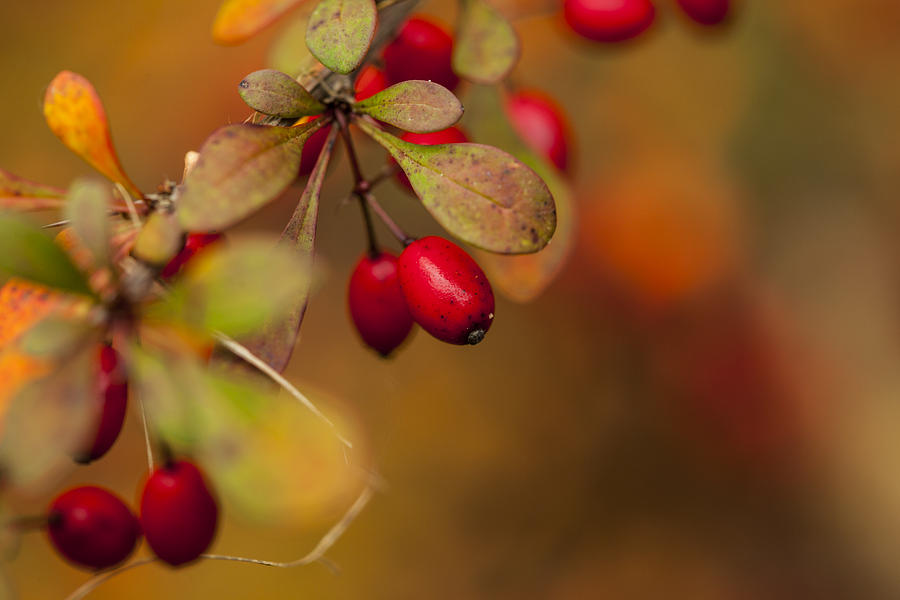 Nature Photograph - Red Berry by Karol Livote