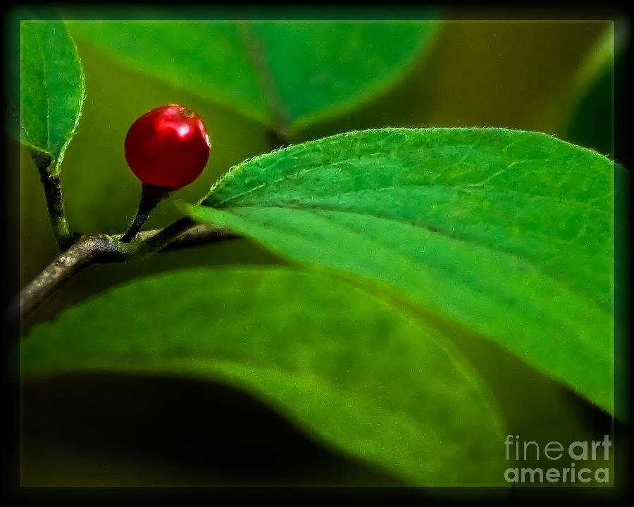 Red Berry Photograph by Michael Arend