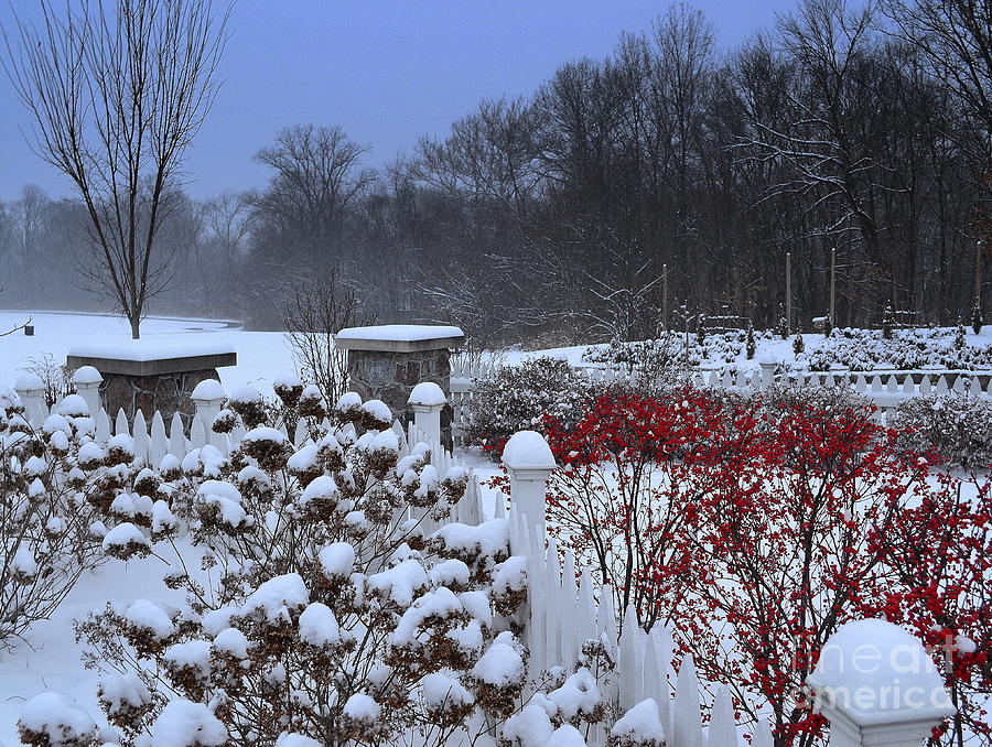 Red Berry Winter Snow Landscape Photograph by Amy Lucid