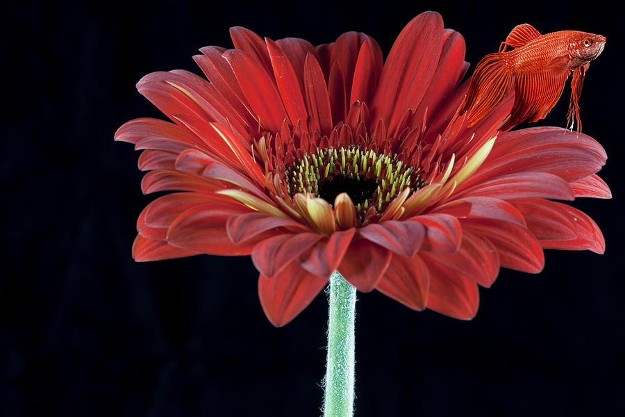 Red Beta Daisy Photograph by John Crothers