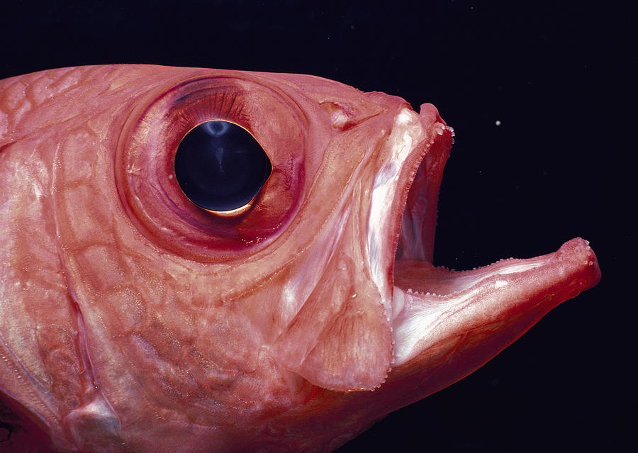 Red Bigeye Fish Photograph by Jeff Rotman