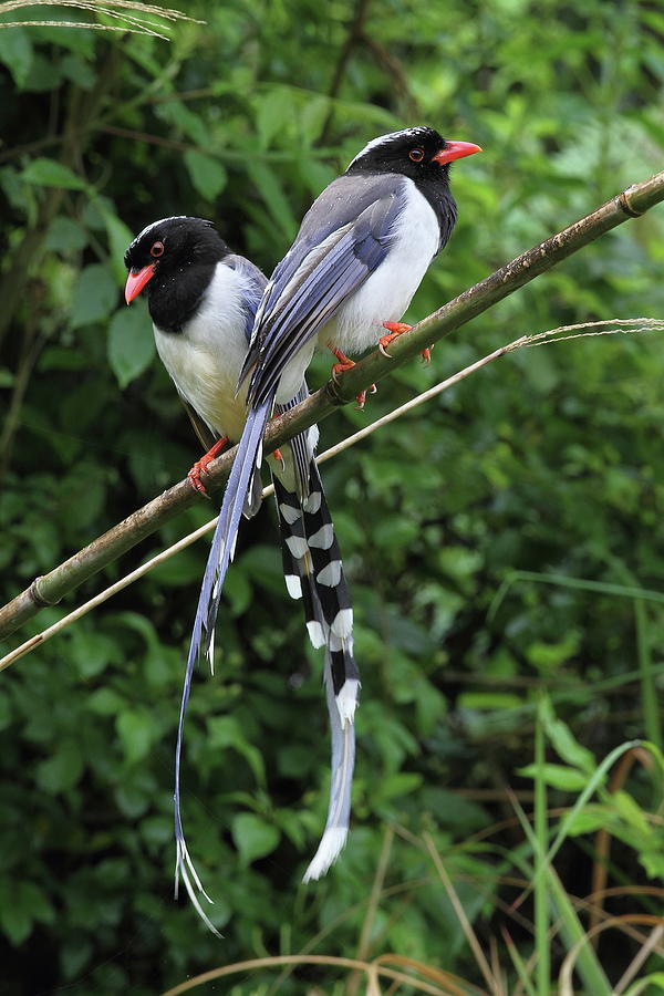 Red-billed Blue Magpies Photograph by Myron Tay