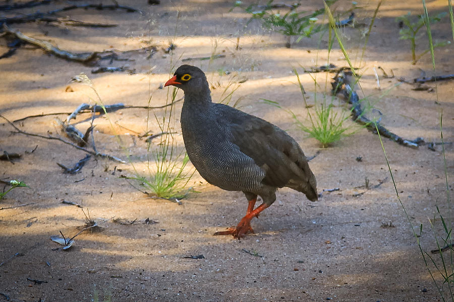 Red Billed Francolin Photograph by Gregory Daley  MPSA