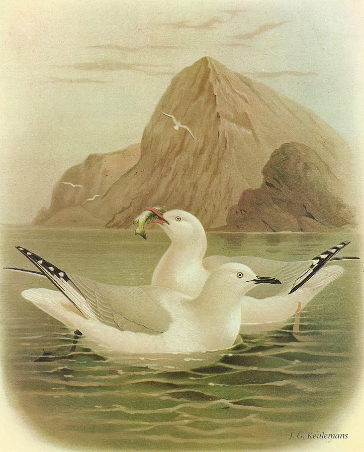 John James Audubon Painting - Red Billed Gull and Black Billed Gull by Dreyer Wildlife Print Collections 