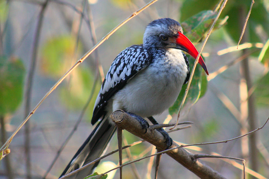 Red Billed Hornbill Photograph by Amanda Stadther