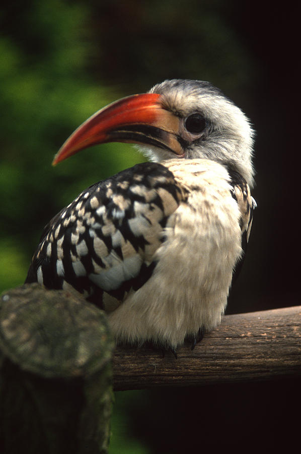 Red Billed Hornbill Photograph by Gordon James