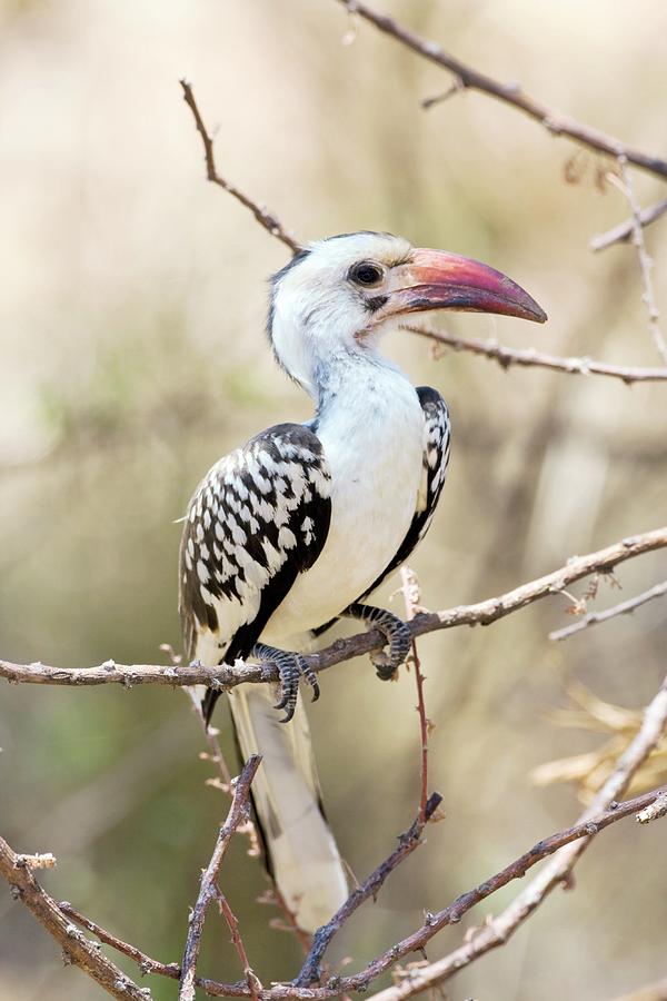 Red-billed Hornbill Photograph by John Devries/science Photo Library