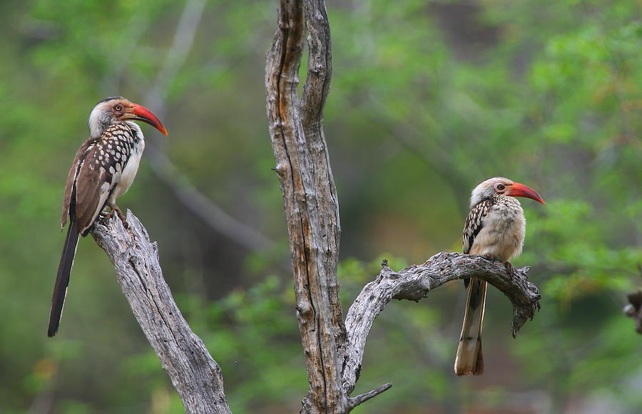 Red-billed Hornbills Photograph by Bruce J Robinson