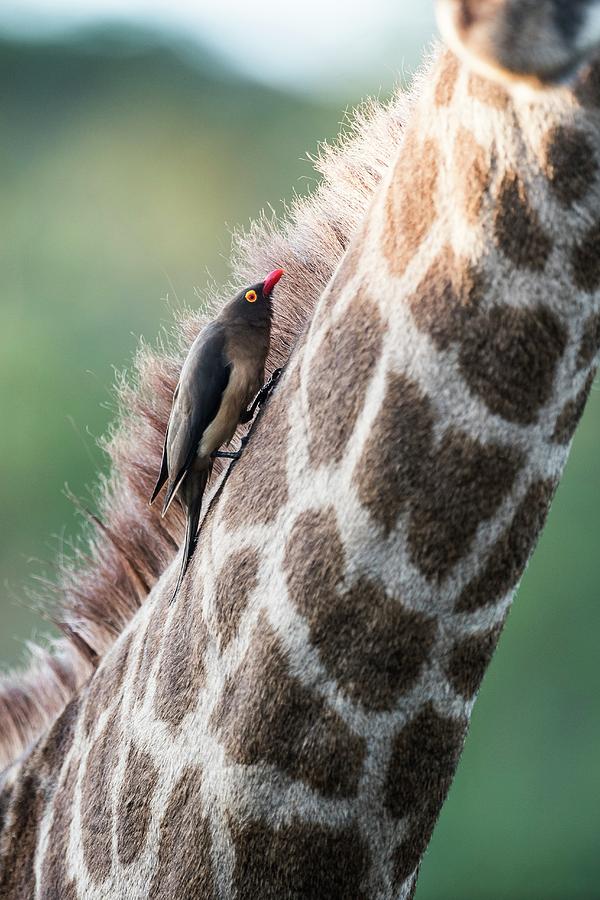 Red-billed Oxpecker Feeding On Parasites On A Giraffe Photograph by Peter Chadwick/science Photo Library