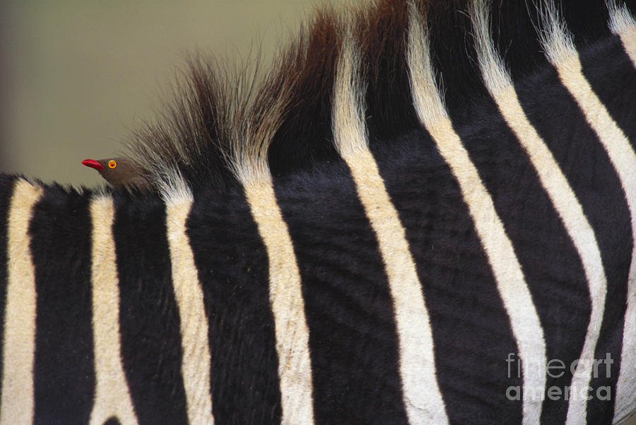 Animal Photograph - Red-billed Oxpecker On Grants Zebra by Art Wolfe
