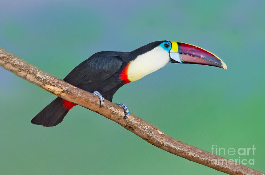 Animal Photograph - Red-billed Toucan by Anthony Mercieca