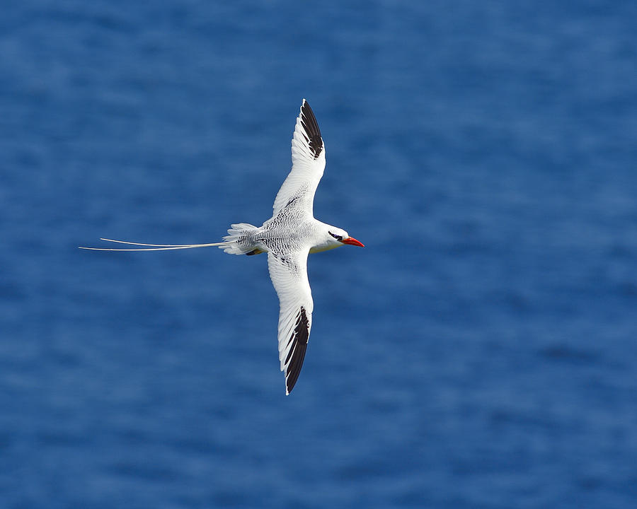 Red-billed Tropicbird Photograph by Tony Beck