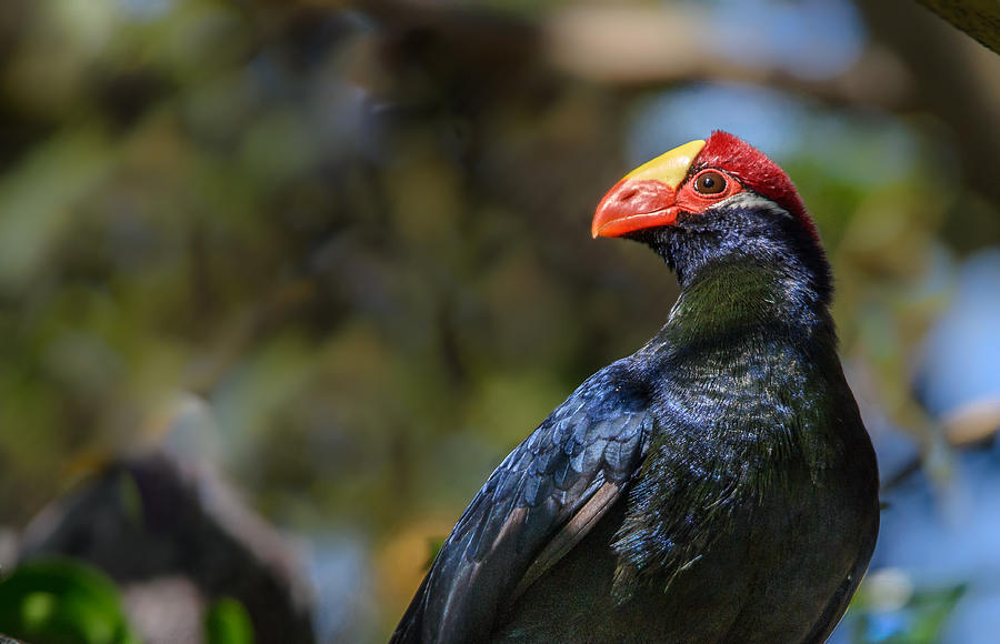 Red-billed Violet Turaco Photograph by William Sawtell | Fine Art America