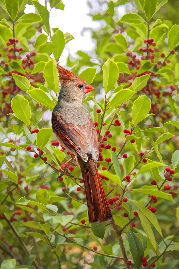 Red Bird Amidst Red Berries Photograph by Bonnie Barry