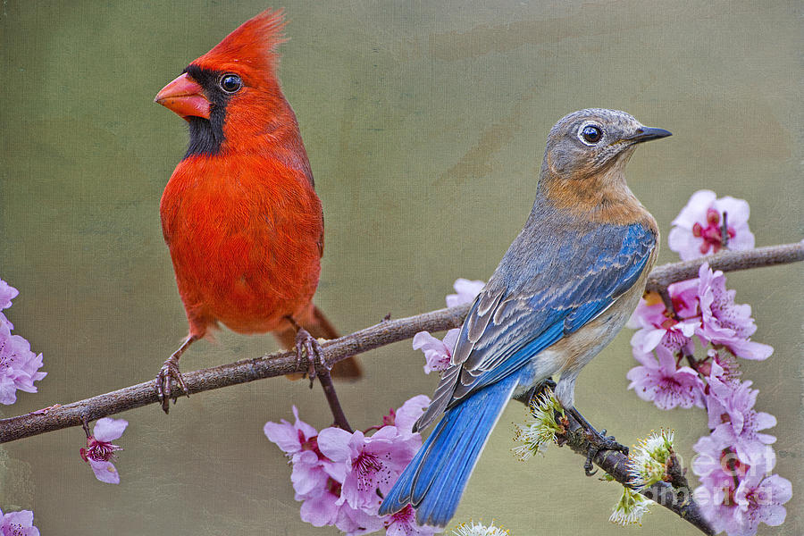 Red Bird Blue Bird Photograph by Bonnie Barry