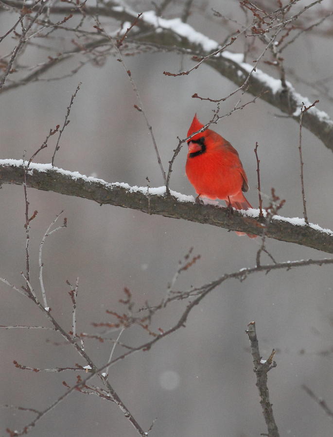 Red Bird Photograph by Coby Cooper