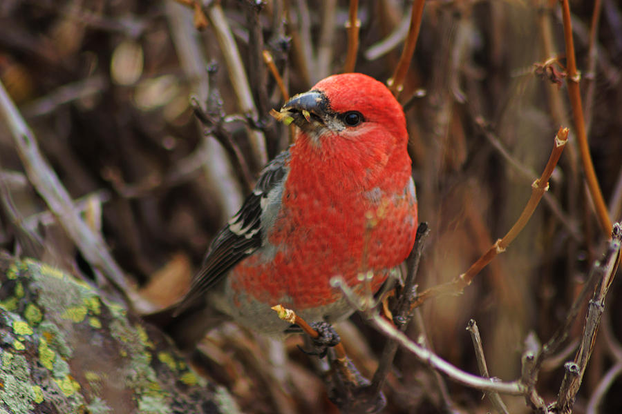 Red Bird Photograph by Daniel Woodrum