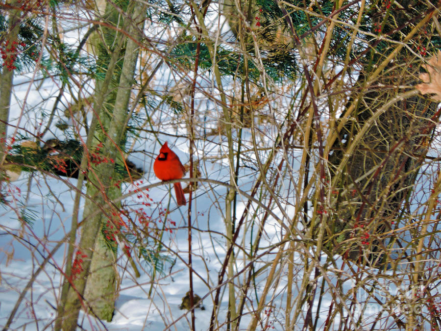 Cardinal Photograph - Red Bird by Helene Guertin