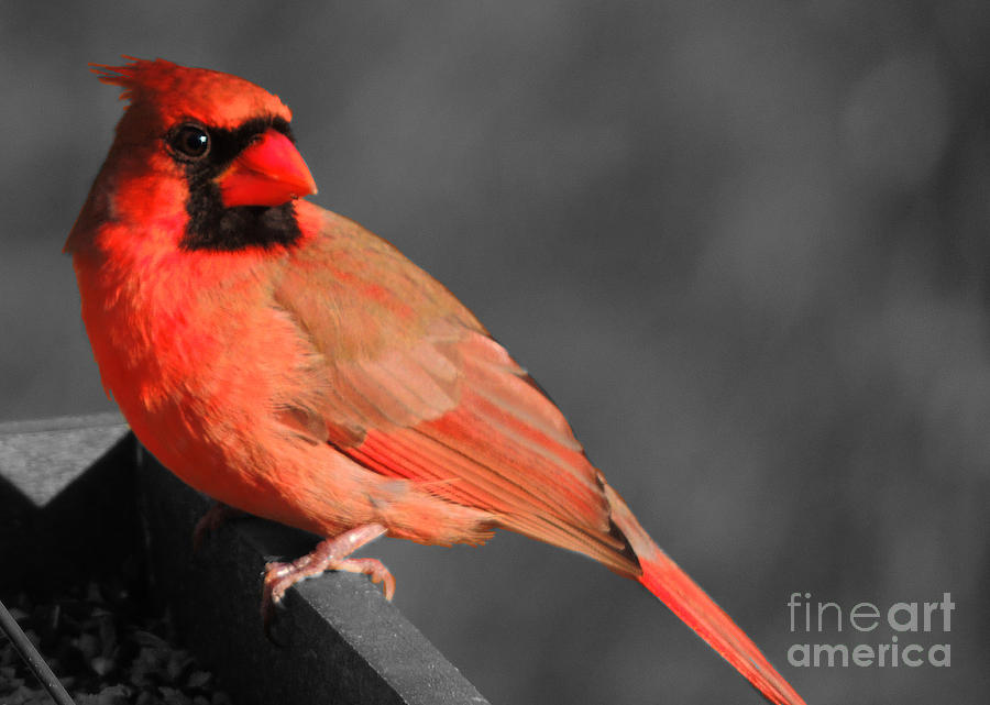 Red Bird Photograph by Mim White