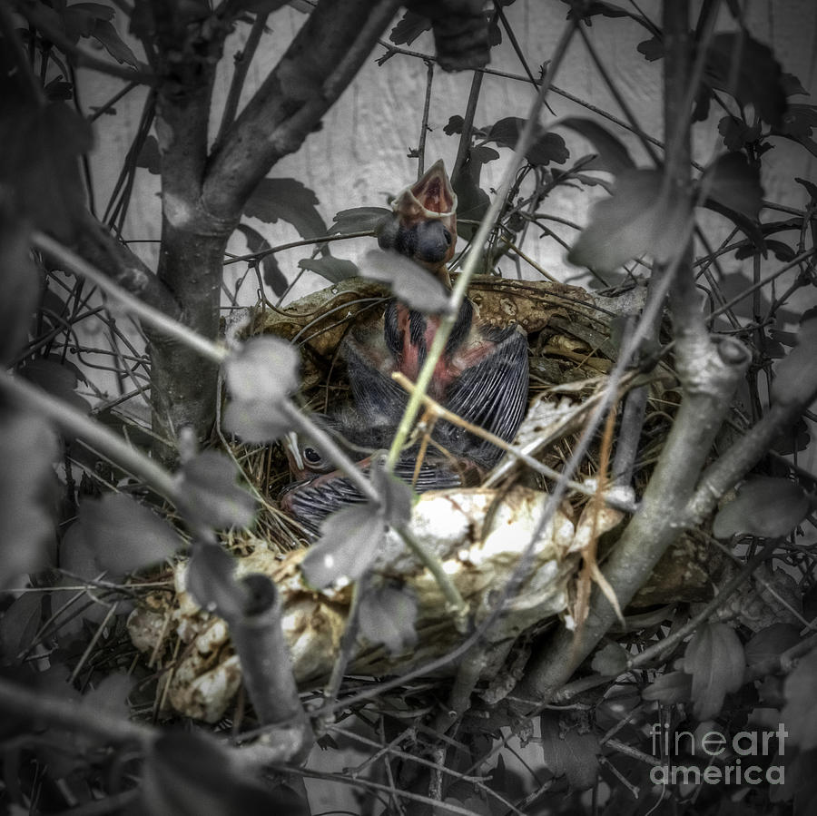Red Bird Nest Photograph by D Wallace