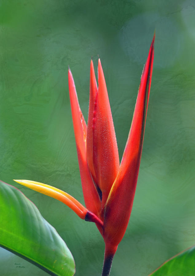 Red Bird of Paradise Photograph by Sandi OReilly