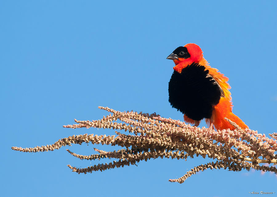 Red Bishop Weaver Photograph by Avian Resources
