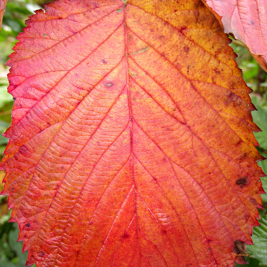 Red Blackberry Leaf Photograph by Duane McCullough