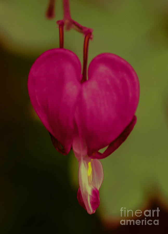 Red Bleeding Heart Flower Photograph