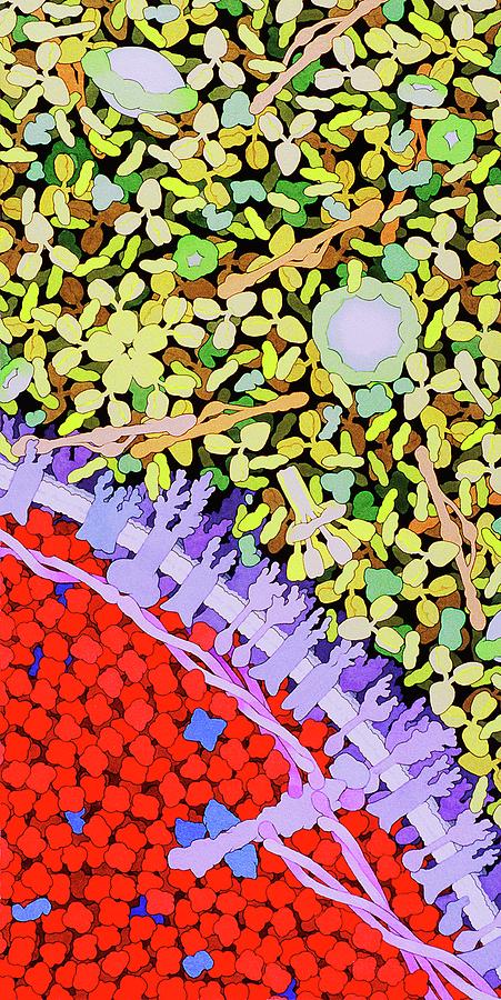 Rbc Photograph - Red Blood Cell by David Goodsell/science Photo Library