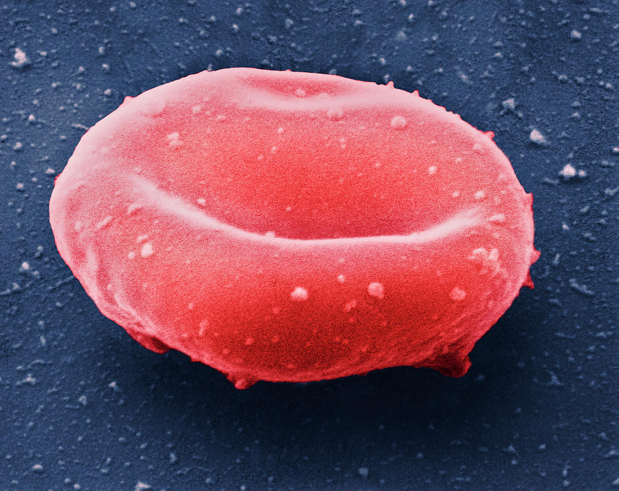 Red Blood Cell Photograph by Dr Tony Brain/science Photo Library