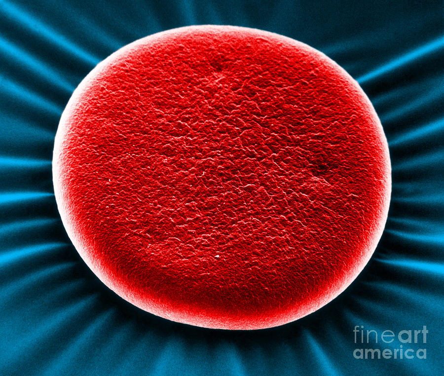 Red Blood Cell Sem Photograph by David M Phillips