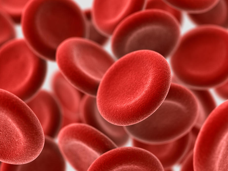 Red Blood Cells Photograph by BlackJack3D