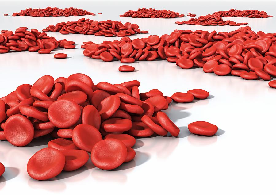 Red blood cells (erythrocytes), artwork Photograph by Science Photo ...