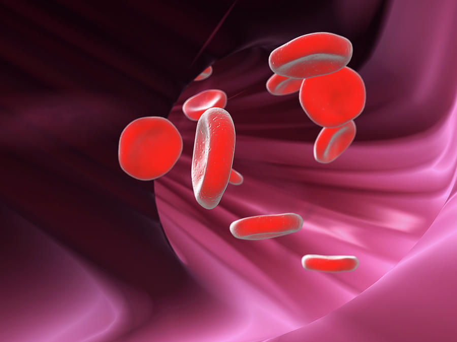 Red Blood Cells Photograph by Gunilla Elam/science Photo Library